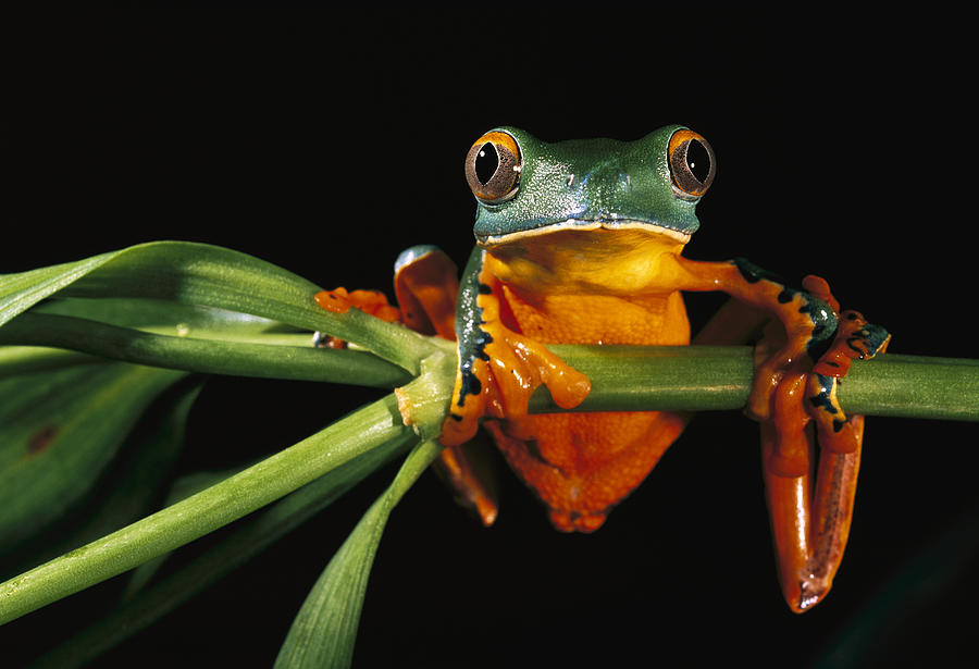 Splendid Leaf Frog Photograph by Pete Oxford