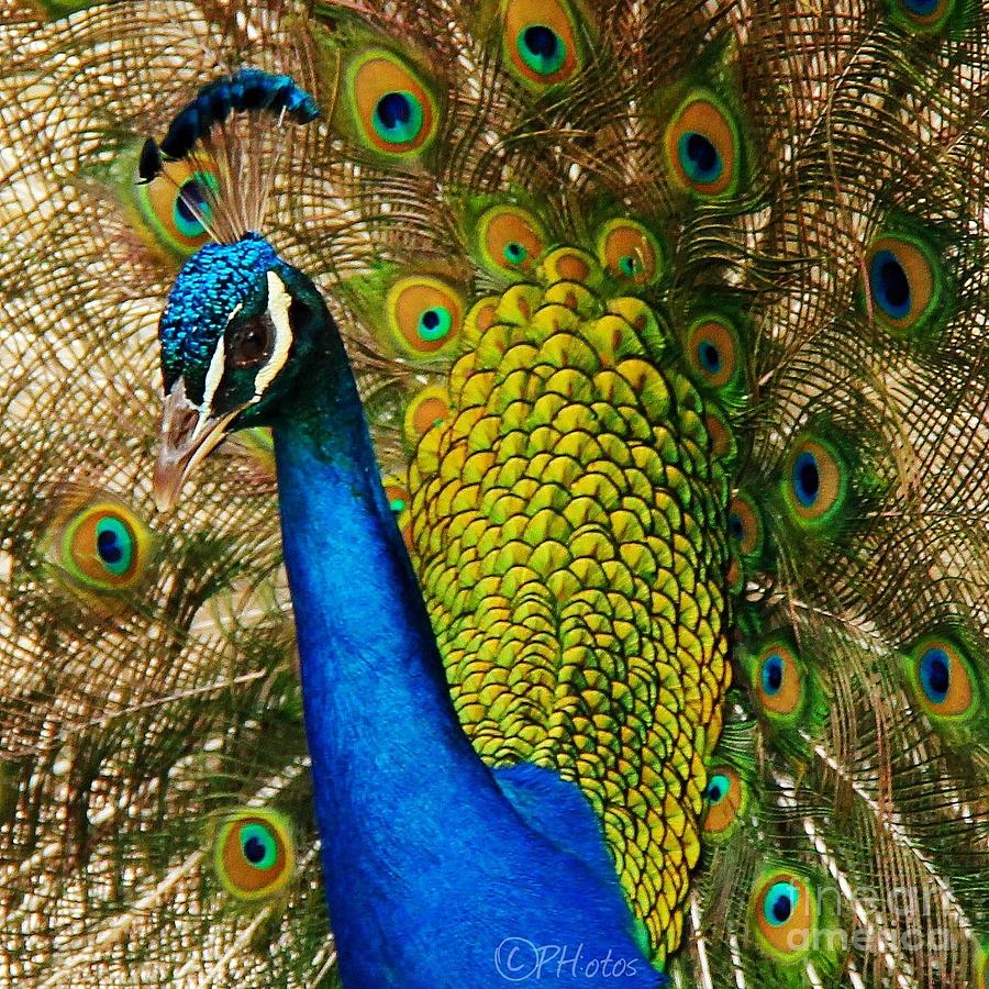 Splendid Peacock Photograph by Browne and Huettner Fine Art - Pixels