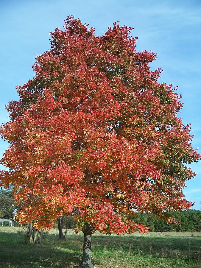 Tree Photograph - Splendor in Color by Preston Gregory