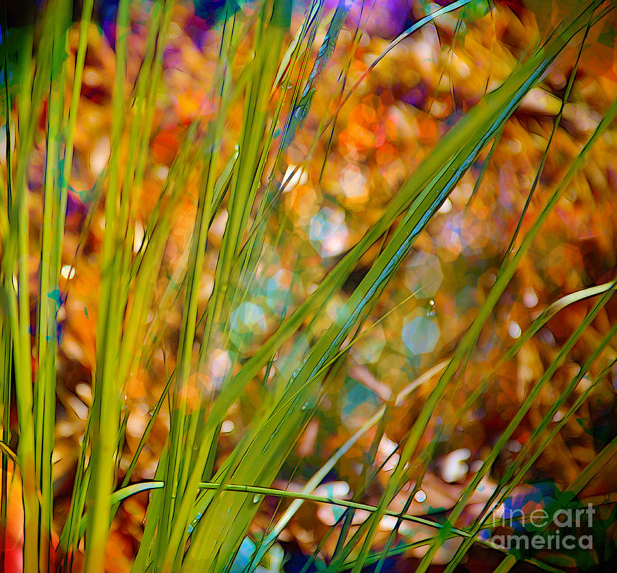 Splendor in the Grass Photograph by Judi Bagwell