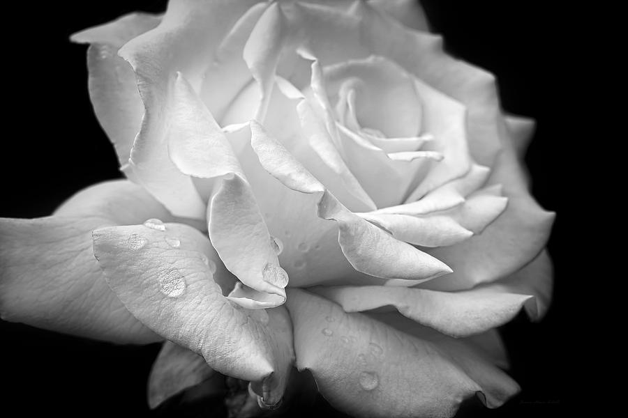 Black And White Photograph - Splendor of a White Rose Black and White by Jennie Marie Schell