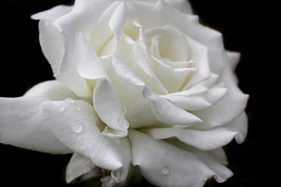 Nature Photograph - Splendor of a White Rose Flower  by Jennie Marie Schell