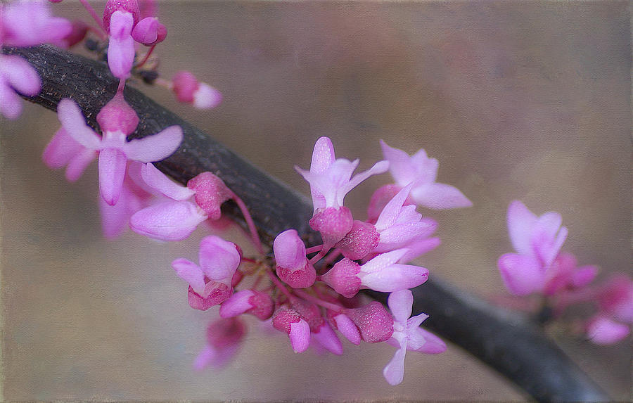 Splendor Of Spring 3 Photograph by Fraida Gutovich