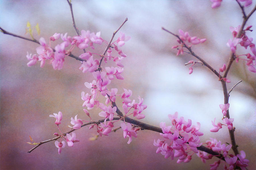 Splendor Of Spring 4 Photograph by Fraida Gutovich