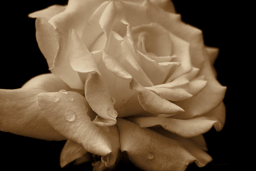 Splendor Sepia Rose Flower Photograph by Jennie Marie Schell