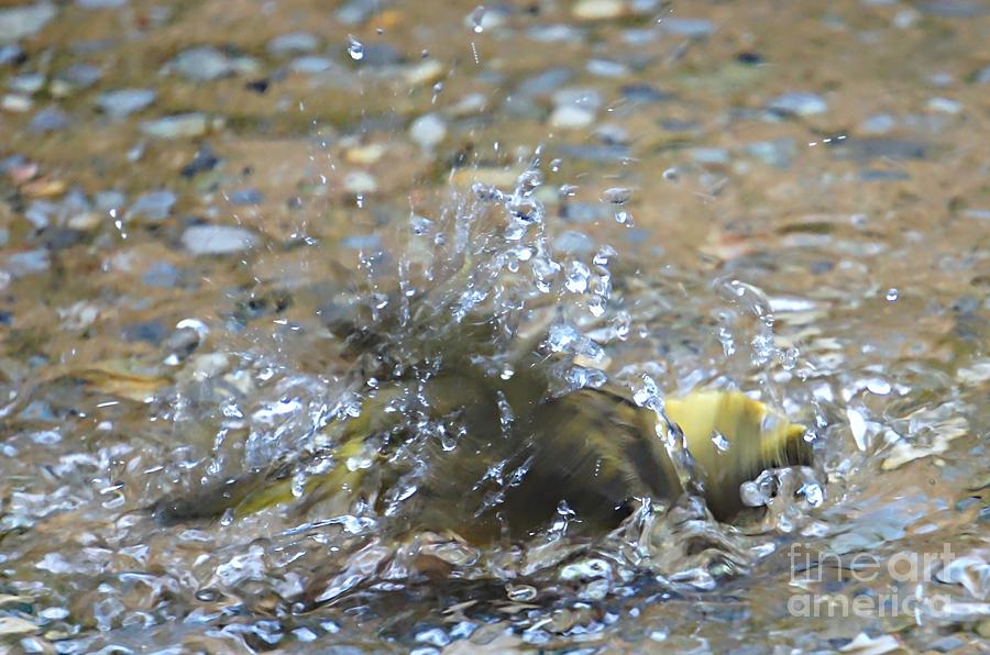 Splish Splash Bird Bath Photograph by Lilliana Mendez