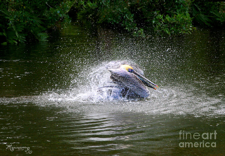 Pelican Photograph - Splish-Splash I Was Taking a Bath... by Mariarosa Rockefeller