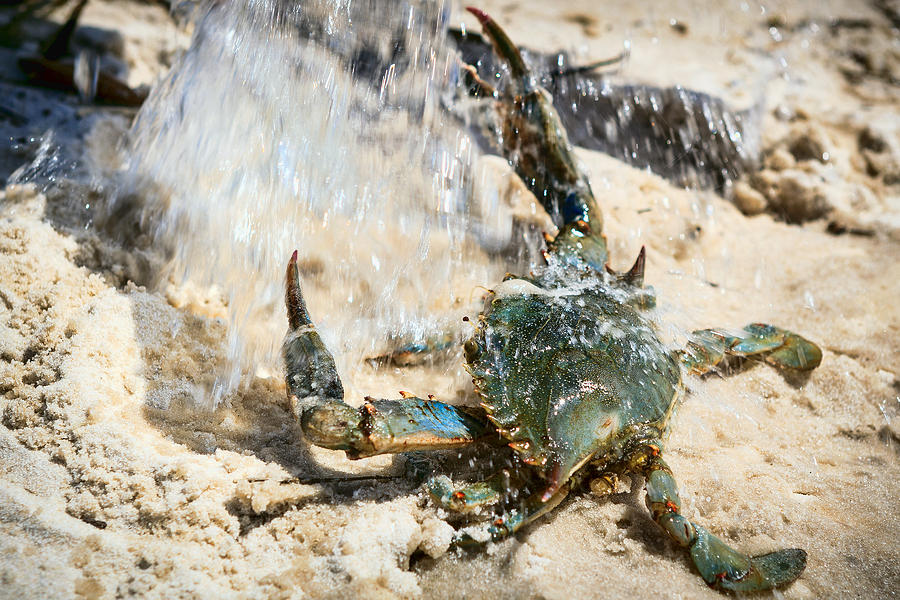 Shrimp Photograph - Splish Splash by Sennie Pierson
