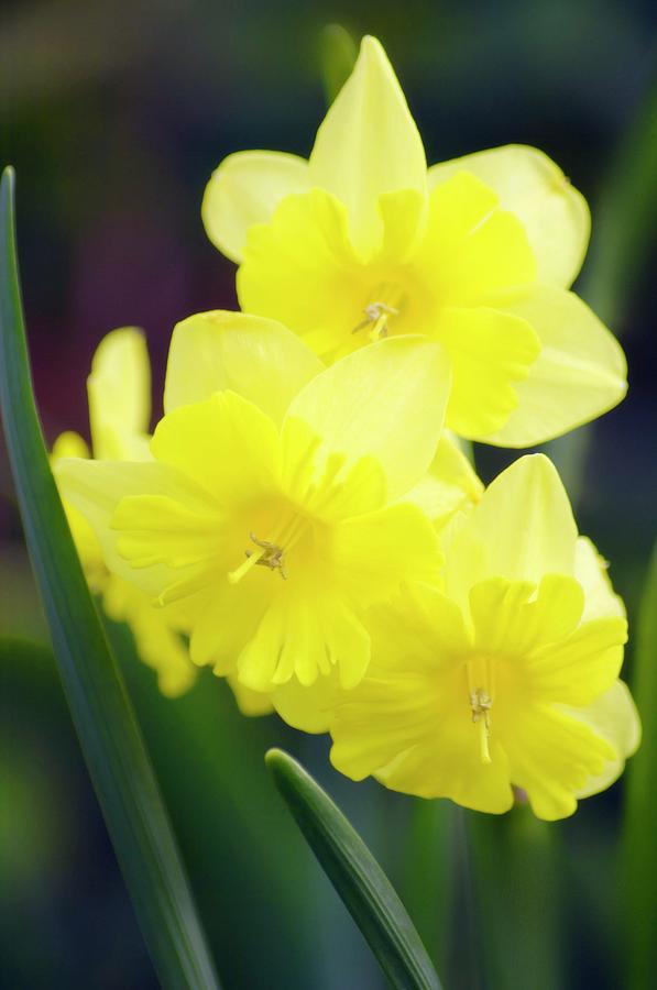 Split-cup Daffodil (narcissus Tripartite) Photograph by Maria Mosolova ...