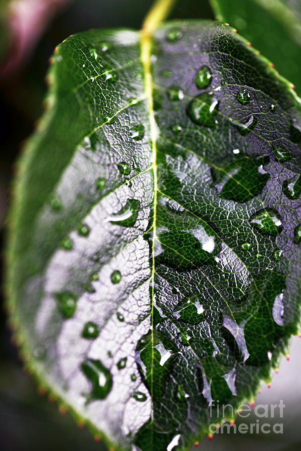 Split Leaf Photograph by John Rizzuto