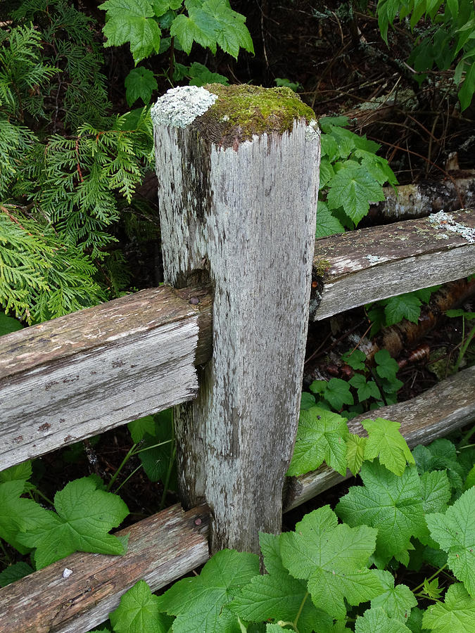 Split-rail Fencepost Photograph by David T Wilkinson