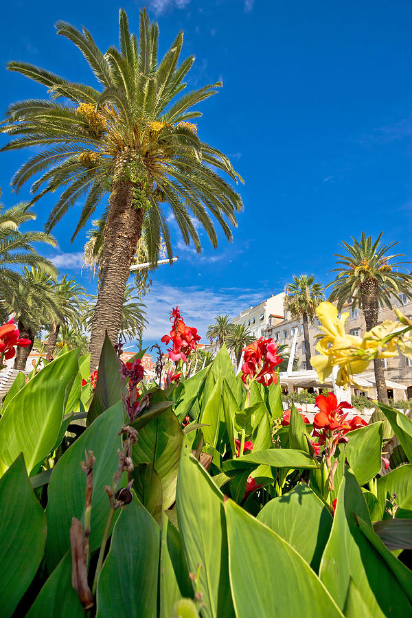 Split Riva palms and flowers Photograph by Brch Photography