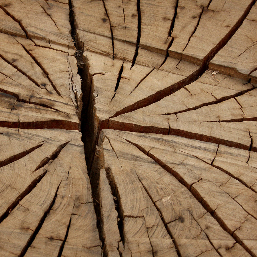 Split Wood Photograph by Art Block Collections