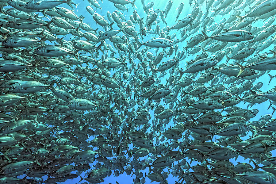 Splitted School Of Jackfish Photograph by Henry Jager