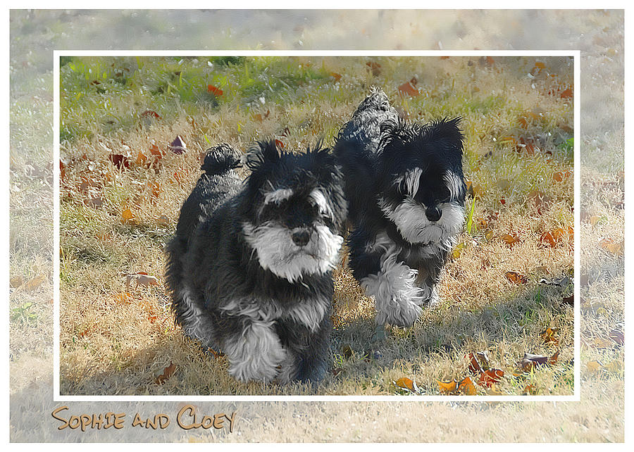Spoiled Scruffy Sisters Photograph by Dyle   Warren