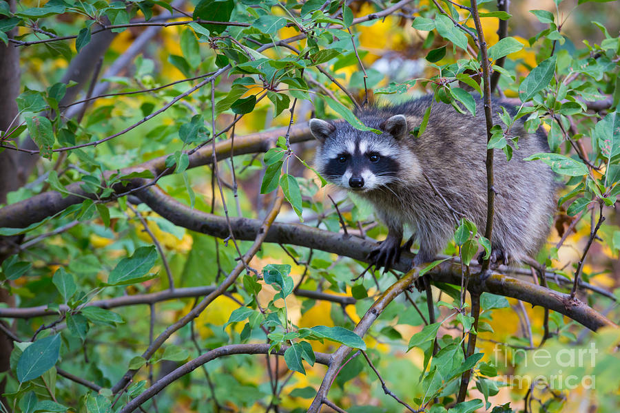 Spokane Photograph - Spokane Raccoon by Inge Johnsson