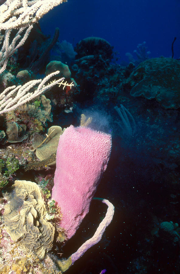 Sponge Ejecting Sperm Photograph By Nancy Sefton