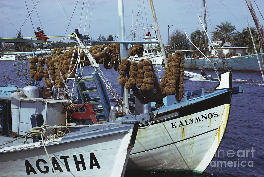 Sponge Fishing Boats Photograph by Van Bucher