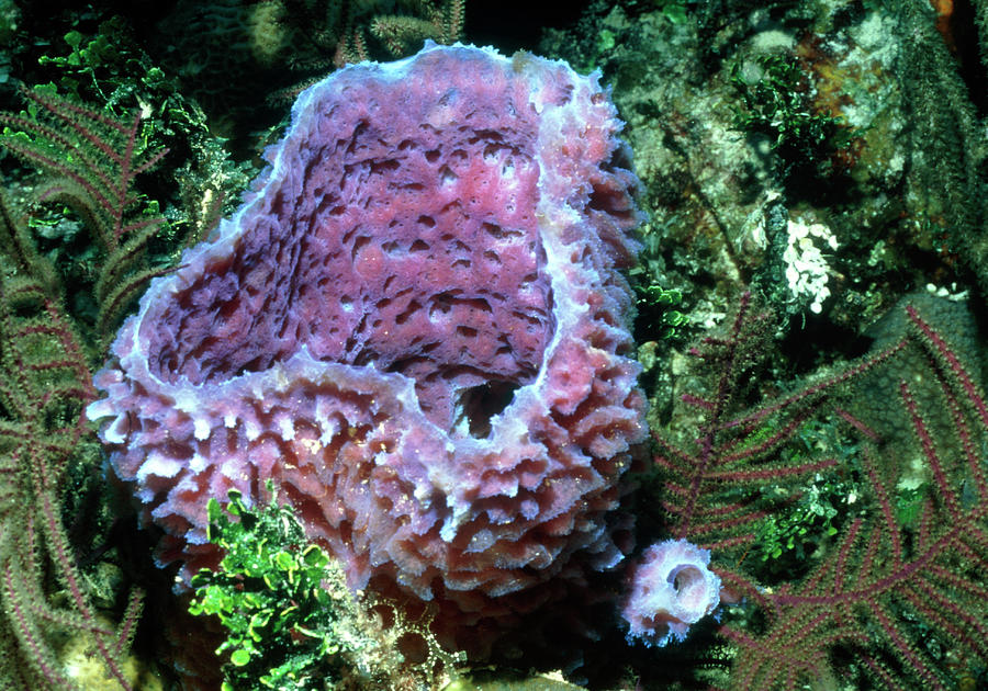 Sponge Photograph by Rudiger Lehnen/science Photo Library
