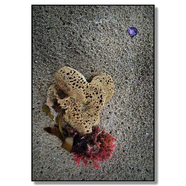 Sponge, Seaweed & Shell Photograph by Julie Hollow