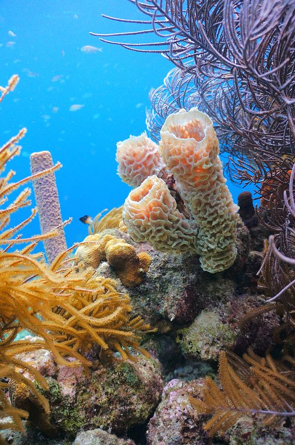 Sponges And Coral Photograph