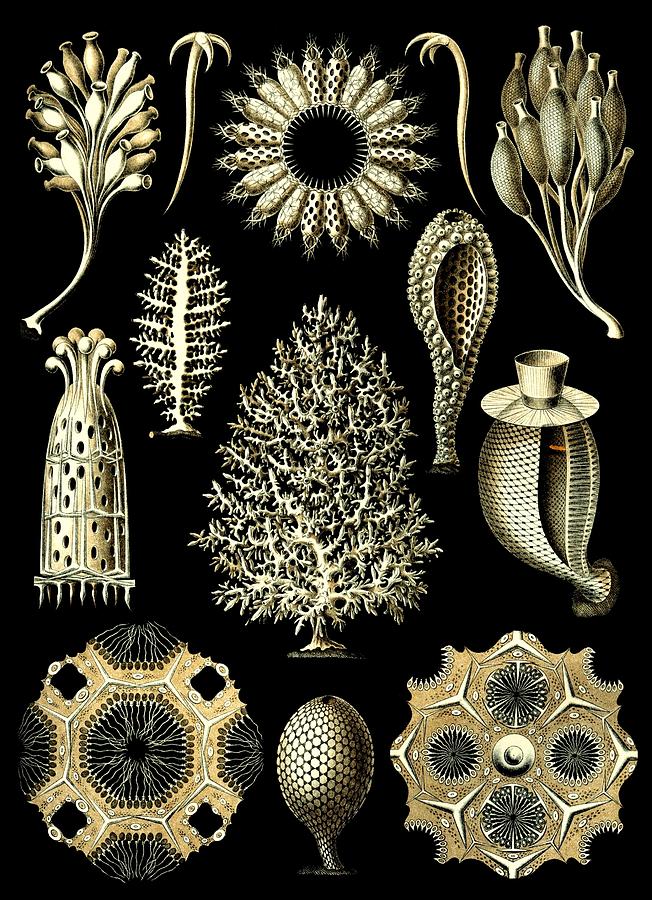 Sponges Sea Sponge Haeckel Calcispongiae Porifera Digital Art by Movie Poster Prints