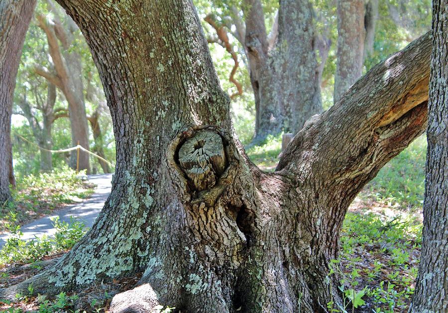 Spooky Face In A Tree Photograph by Cynthia Guinn