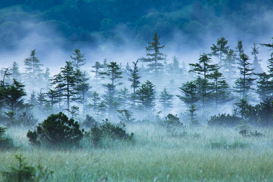 Spooky Forest With Mist, Selective Focus Photograph by Wingmar