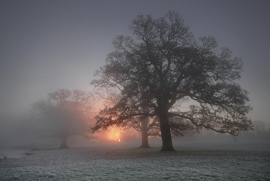 Spooky Misty Morning  Photograph by John Chivers