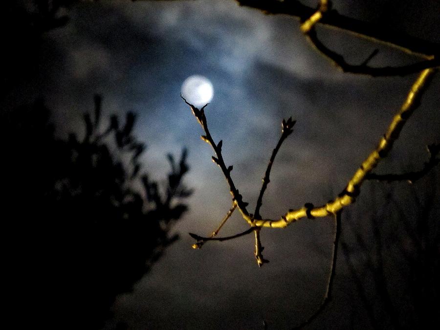 Spooky Photograph - Spooky Moon by Donnie Freeman