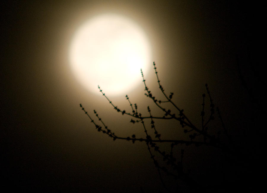 Spooky Moon Photograph by Greg Graham