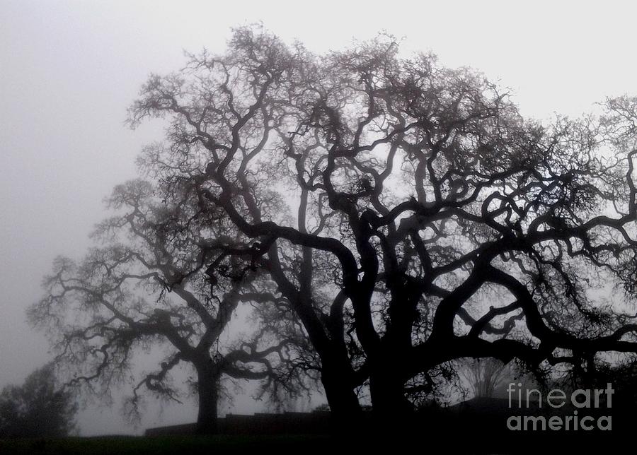 Winter Photograph - Spooky Oak Trees by DJ Laughlin