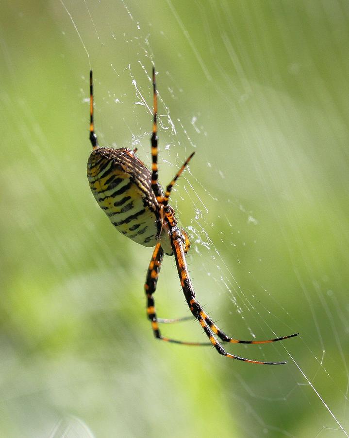 Spooky Spider Photograph by Doris Potter