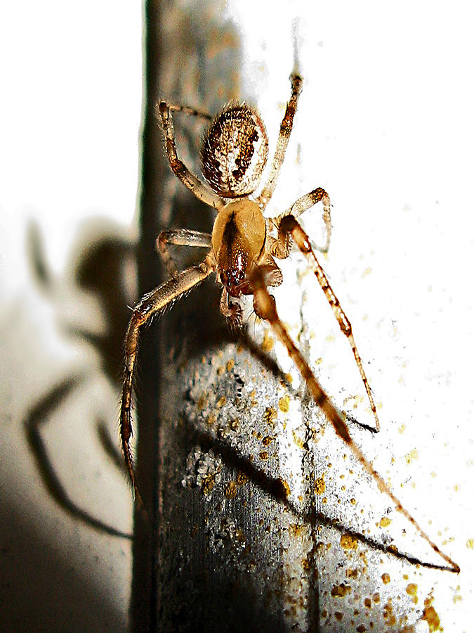 Spooky Spider Photograph by Jennie Breeze