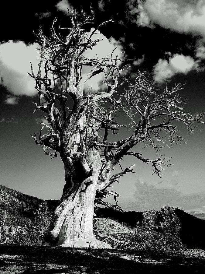 Spooky Tree Photograph by Alan Socolik