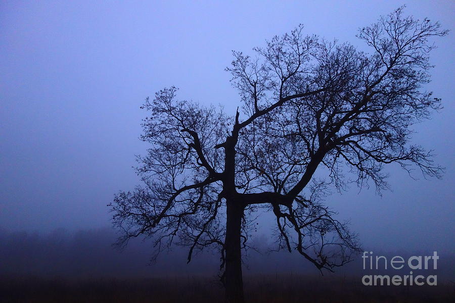 Spooky Tree Photograph by Jacqueline Athmann