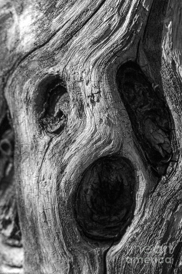 Spooky Tree Photograph by Mitch Shindelbower