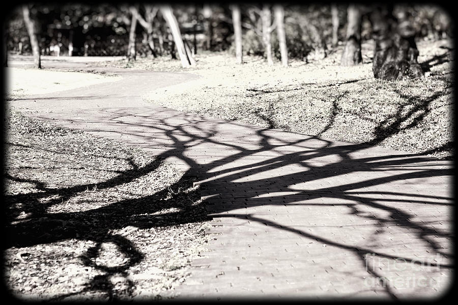 Spooky Tree Shadow in Black and White Photograph by Beverly Claire Kaiya