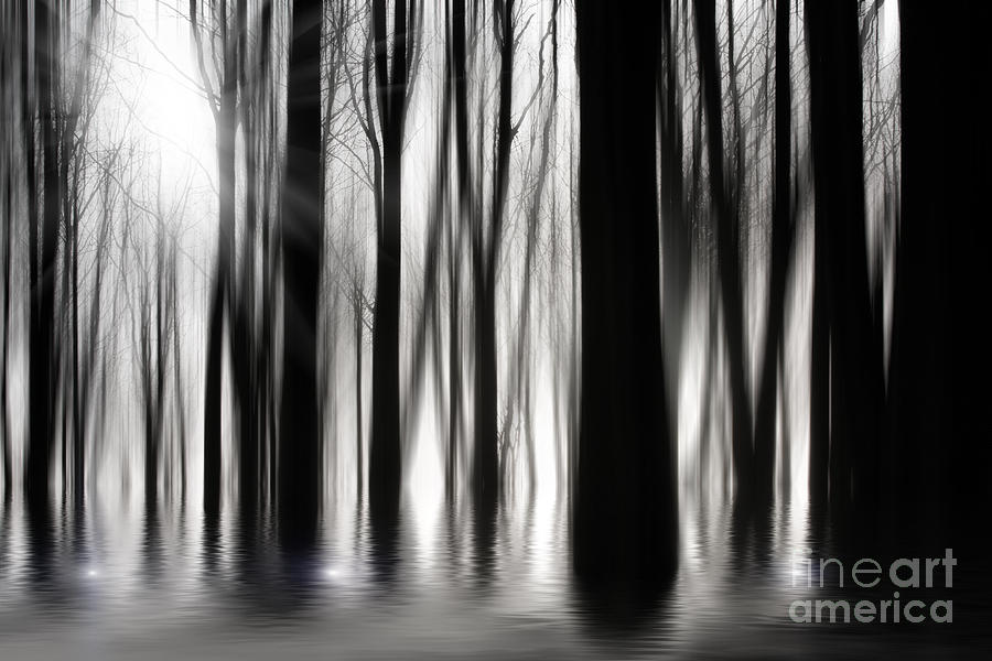 Spooky woods Photograph by Simon Bratt