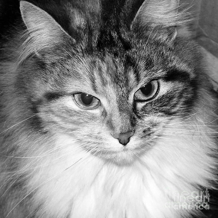 Black And White Photograph - Spooleete. Cat Portrait in Black and White. by Ausra Huntington nee Paulauskaite