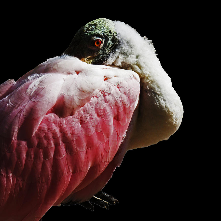 Spoon Bird Photograph by Vijay Sharon Govender