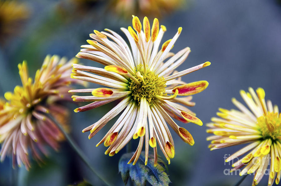 Spoon Chrysanthemums Photograph by Pravine Chester