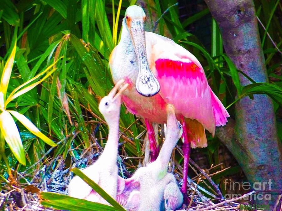 Spoonbill Babies Mixed Media by Michelle Stradford