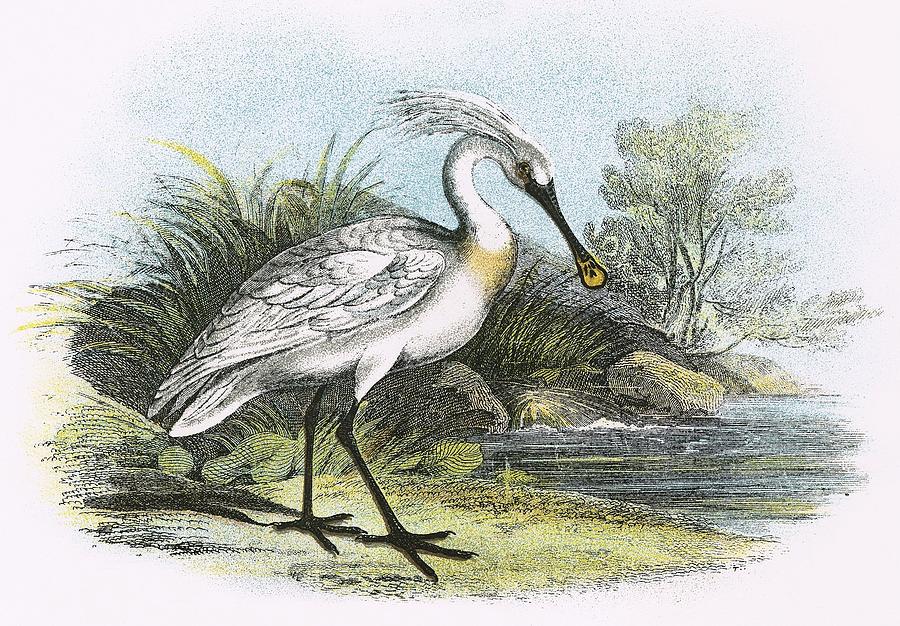 Spoonbill Painting by English School - Fine Art America