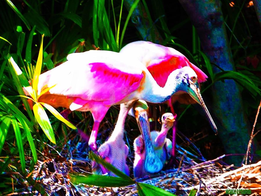 Spoonbill Family Mixed Media by Michelle Stradford