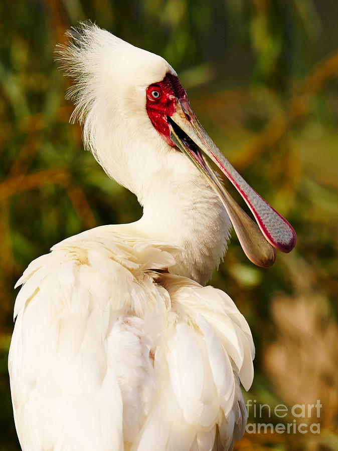 Spoonbill in a tree Photograph by Nick  Biemans