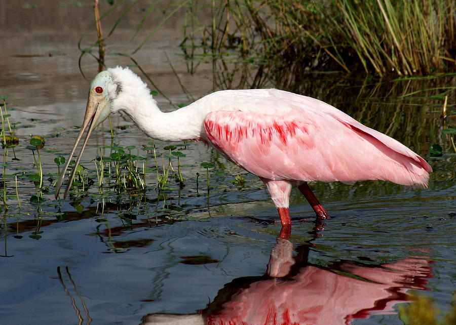 Spoonbill looks for food Photograph by Larry Allan - Fine Art America