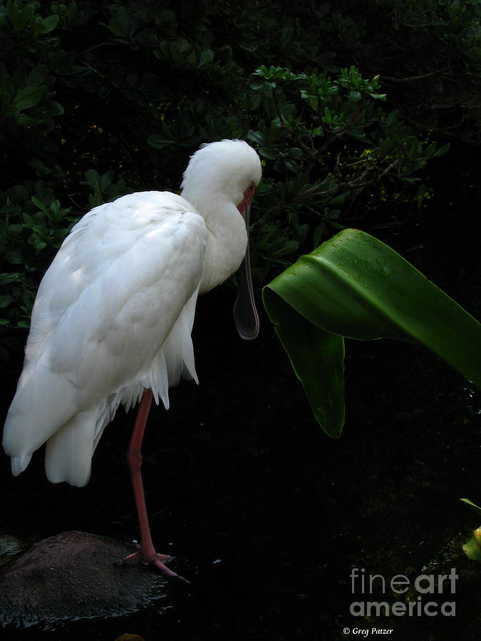 Spoonbill Morning Photograph by Greg Patzer