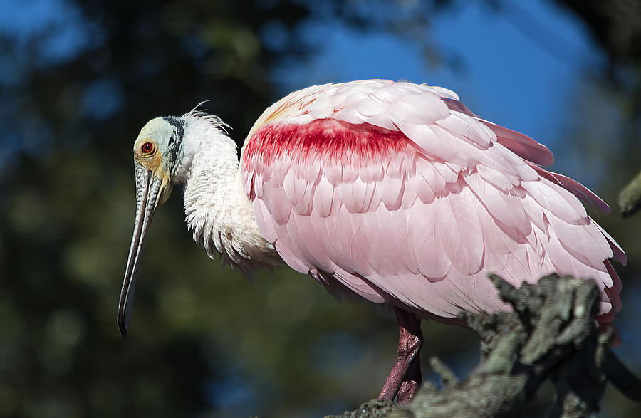 Spoonbill Pose Photograph by Kenneth Albin