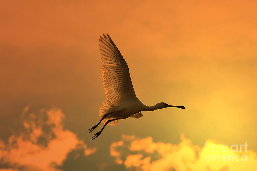 Wildlife Photograph - Spoonbill Stork Golden Flight by Andries Alberts